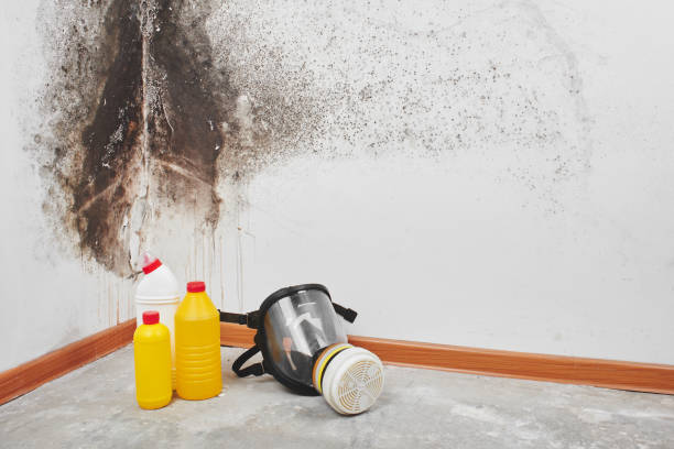 Best Basement Mold Remediation in Lincoln Park, MI