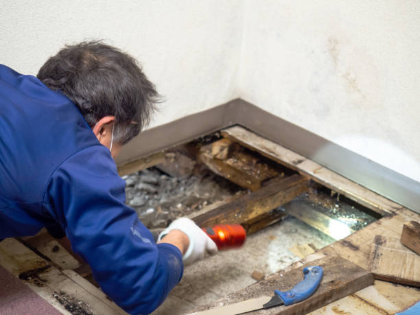 Lincoln Park, MI Mold Remediation Company