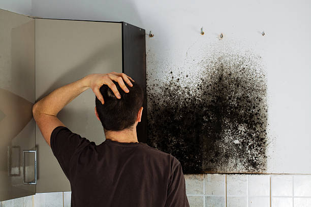 Best White Mold Remediation in Lincoln Park, MI