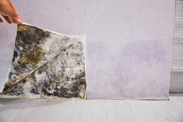 Best Commercial Mold Remediation in Lincoln Park, MI